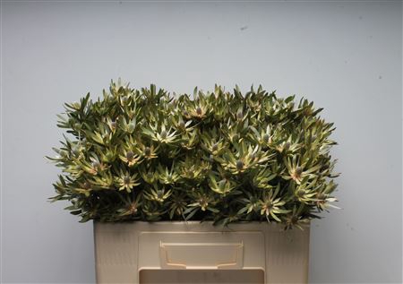 Leucad Ayoba Star Pearl