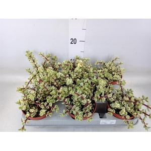 Portulacaria afra 'Variegata'