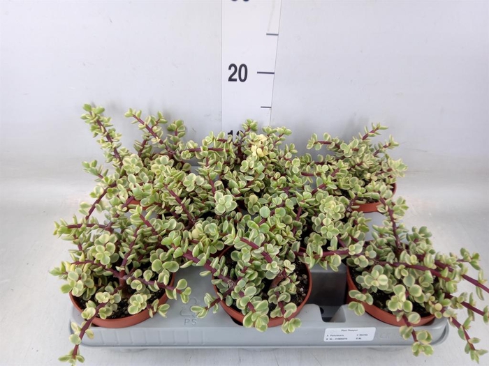 <h4>Portulacaria afra 'Variegata'</h4>