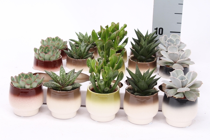 <h4>SUCC GEM 5 SRT</h4>