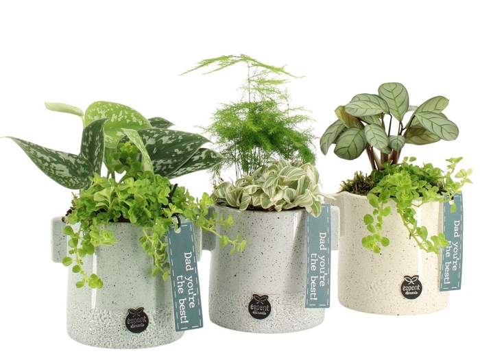 <h4>21755: Father's day arrangement</h4>