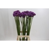 Allium  'Gladiator'