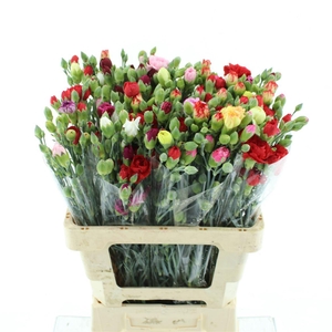 Di Tr Simply Mix In Bucket Extra