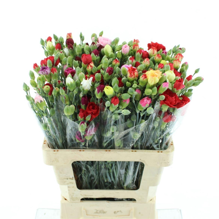 <h4>Di Tr Simply Mix In Bucket Extra</h4>