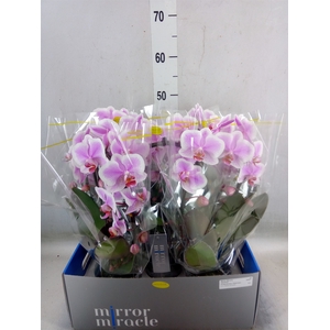 Phalaenopsis   ...
