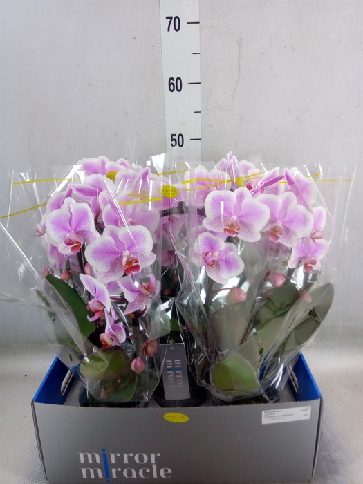 <h4>Phalaenopsis   ...</h4>