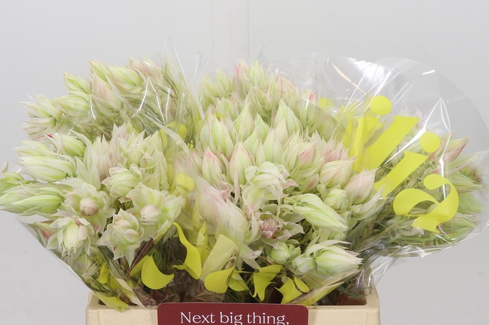 <h4>Blushing Bride 6/9 Flowers</h4>