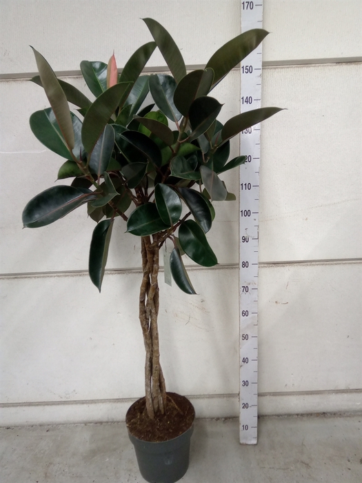 <h4>Ficus elastica 'Burgundy'</h4>