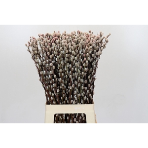 SALIX  SN FLA KLB H%