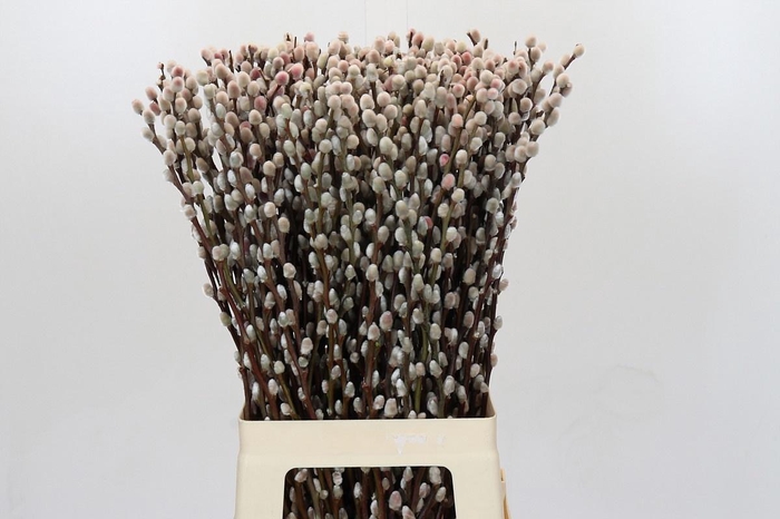 SALIX  SN FLA KLB H%