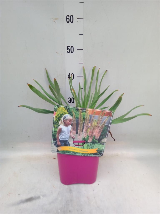 <h4>Eremurus   ...</h4>