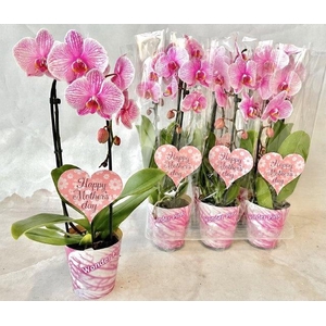 PHAL OV