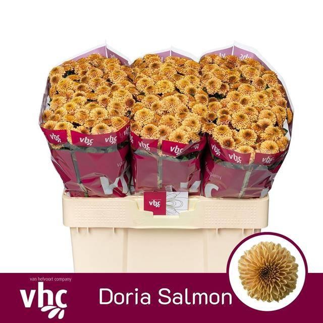 <h4>CHR SAN AAA DORIA SA</h4>