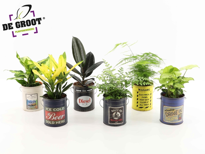 <h4>Groenmix in blik met hengsel</h4>