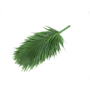 Cat Palm 60
