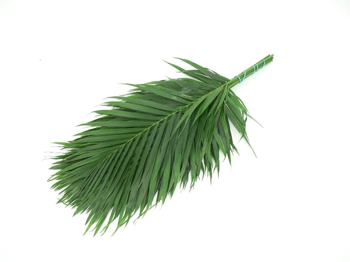 <h4>Cat Palm 60</h4>