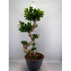 Ficus microcarpa 'Ginseng'