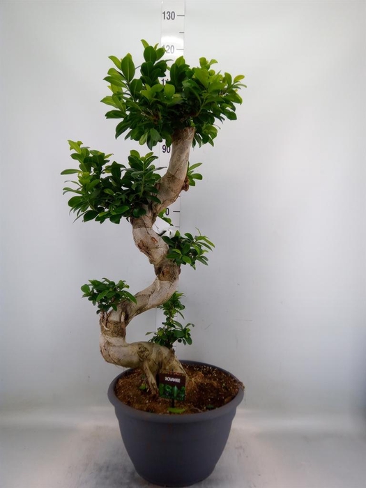 <h4>Ficus microcarpa 'Ginseng'</h4>