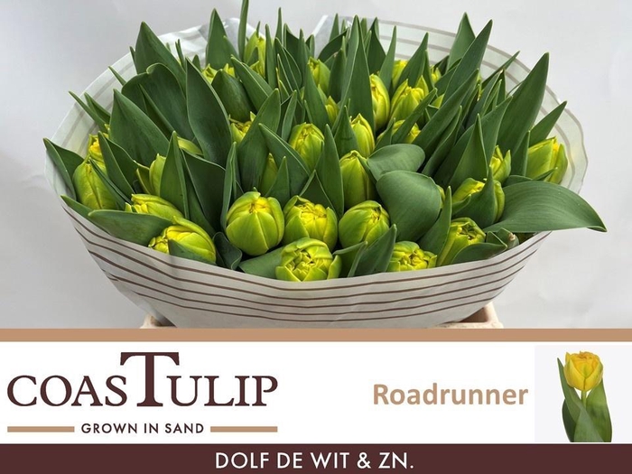 <h4>TU DU ROADRUNNER</h4>