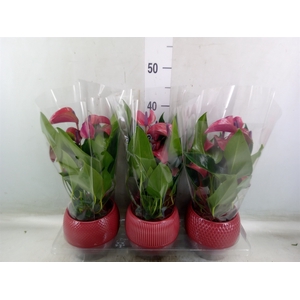 Anthurium andr. 'Pure Purple'