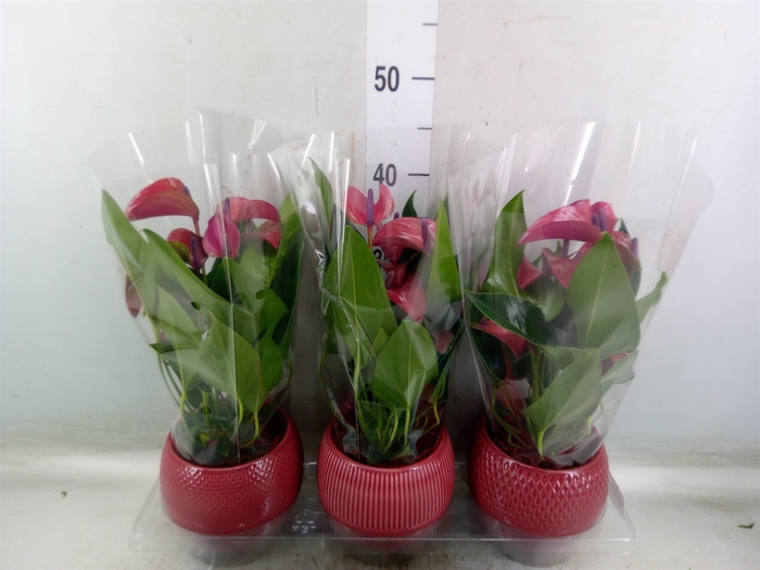 <h4>Anthurium andr. 'Pure Purple'</h4>