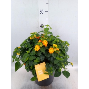 Lantana camara 'Simon Orange'