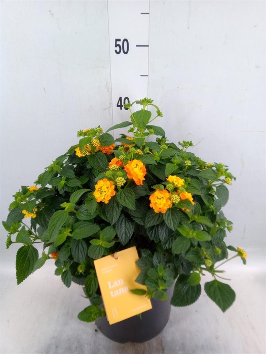 <h4>Lantana camara 'Simon Orange'</h4>