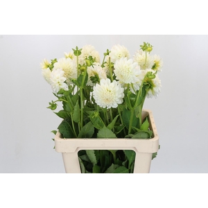 Dahlia Boom Boom White