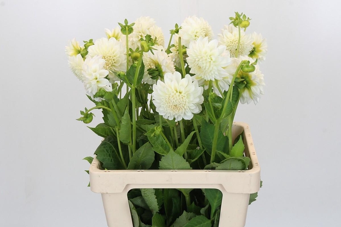 <h4>Dahlia Boom Boom White</h4>