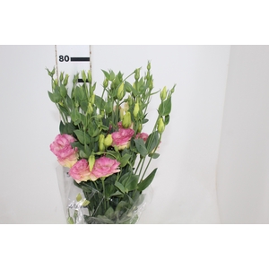 LISIANTHUS ECHO CHAMPAGNE 070 CM MIN 500 GRAMAS CHAMPAGNE/CREME