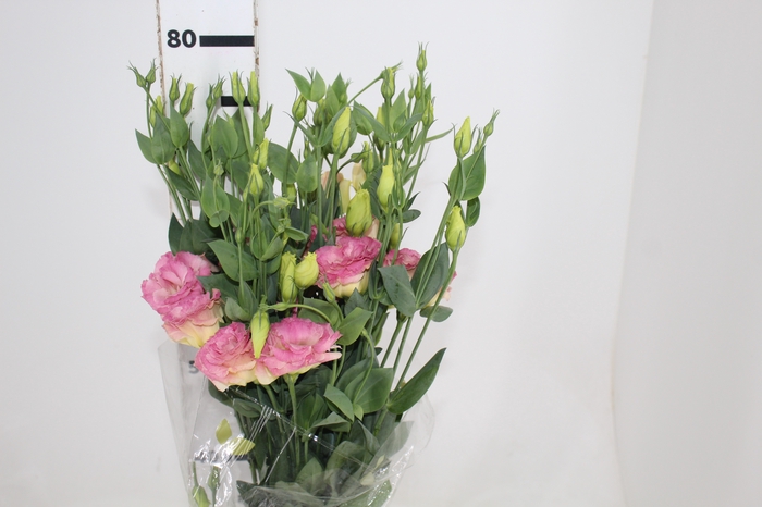 <h4>LISIANTHUS ECHO CHAMPAGNE 070 CM MIN 500 GRAMAS CHAMPAGNE/CREME</h4>