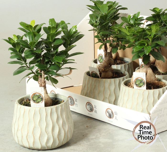 <h4>FIC MI GINSENG</h4>