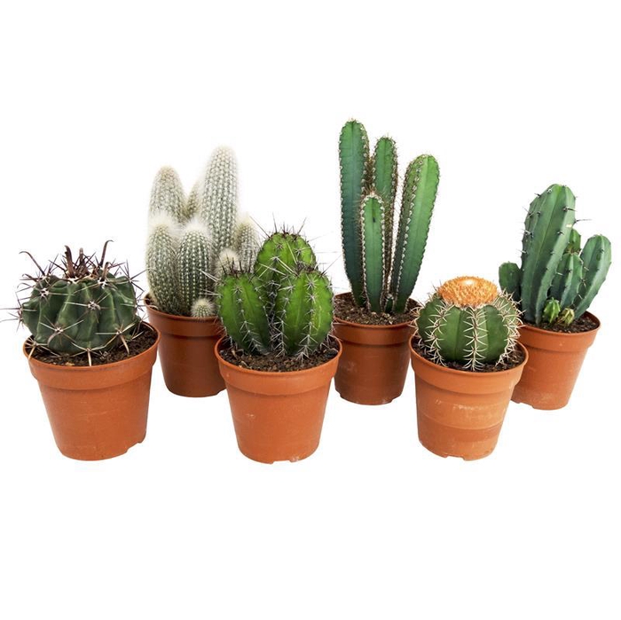 <h4>CACTACEAE</h4>