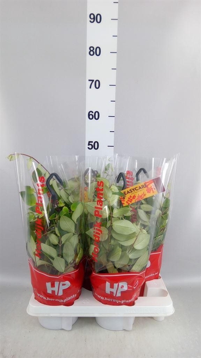 <h4>Aeschynanthus lobb. 'Variegatus'</h4>