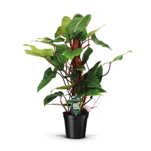 Philodendron Red Emerald 80mos