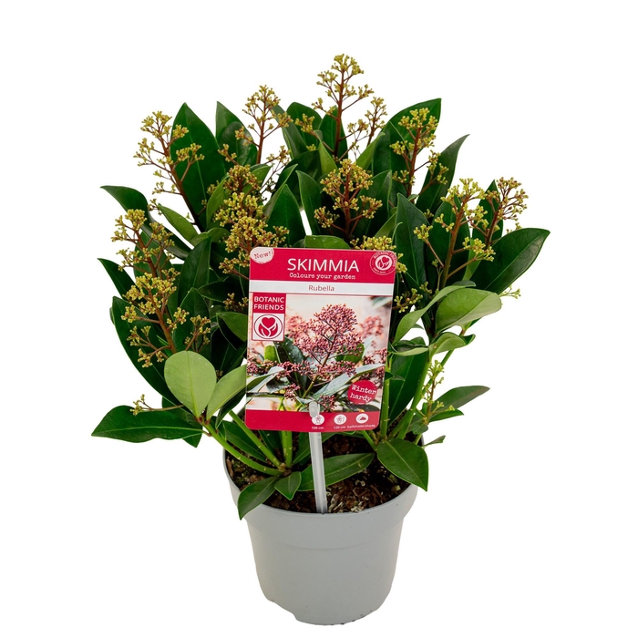 <h4>Skimmia japonica 'Rubella' 12+bloem</h4>