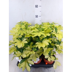 Schefflera arbor. 'Melanie'