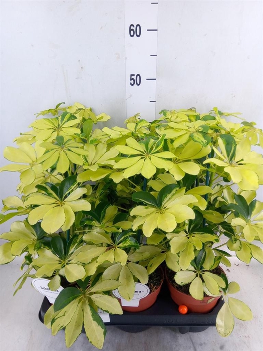 <h4>Schefflera arbor. 'Melanie'</h4>