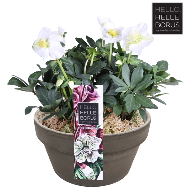 <h4>Helleborus niger 'Christmas Carol' P21 (Basalt series schaal)</h4>