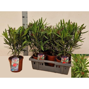 NERI OLEANDER