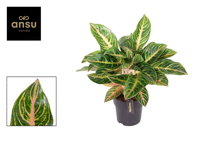 <h4>Aglaonema Red Okapi</h4>