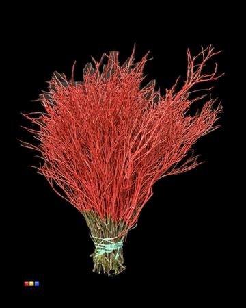 <h4>Vaccinium / Heidelbeer Red</h4>