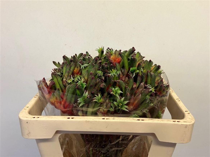 <h4>ANIGOZ ROYAL CHEER</h4>