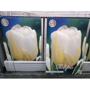 Tulipa   ...flowerbulbs