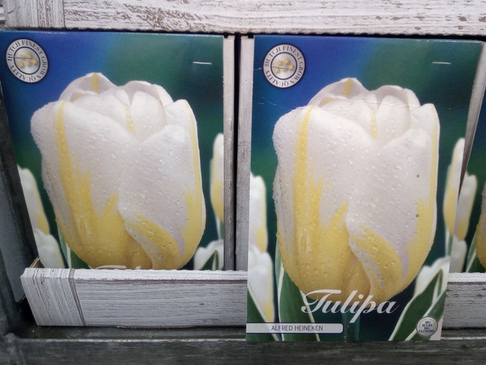 <h4>Tulipa   ...flowerbulbs</h4>