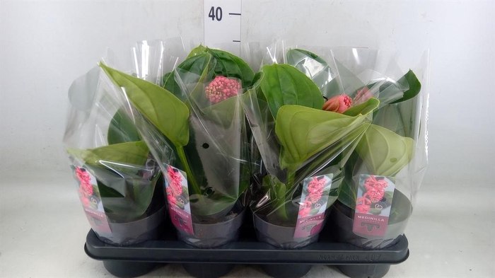 <h4>Medinilla magn. 'Lambada'</h4>