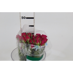 ROSA SPRAY GLORIOUS 040 CM