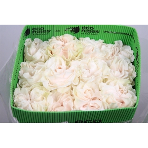 R Gr Cotton X-pression Ec
