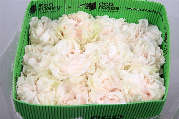 <h4>R Gr Cotton X-pression Ec</h4>