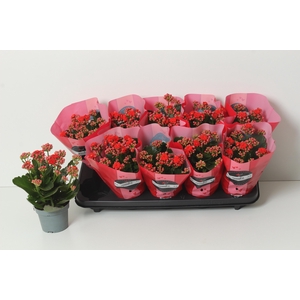 KAL GE PERFECTA RED stock